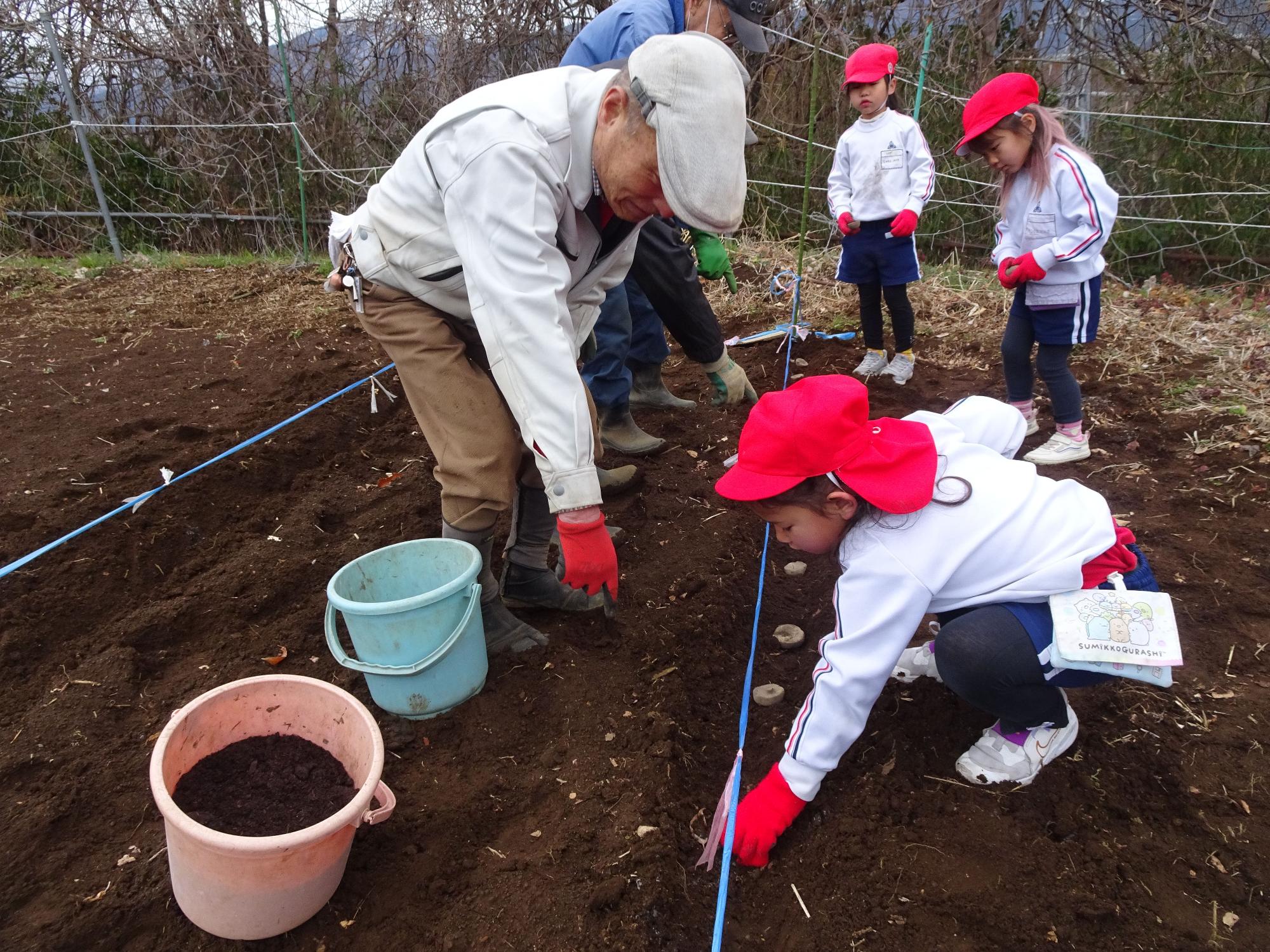 赤い帽子と手袋を着用した園児たちに農作業を教える男性が指導をし、畑で畝に沿って種を植える園児の写真