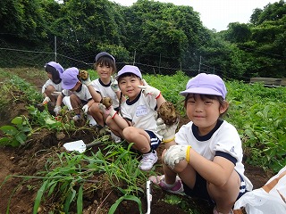 紫色の帽子をかぶった園児たちが、手袋をはめて畑でじゃがいもを収穫しており、カメラに向かって満面の笑顔を向けている写真