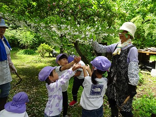 白い花が咲く木の周りで、紫色の帽子をかぶった園児たちが女性に教わりながら、植物を観察し花の下で両手の手のひらを広げている写真
