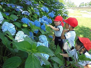 赤い帽子をかぶった複数の園児たちが、満開の青やみず色のアジサイを興味深そうに観察しており、葉っぱや花に触れている様子の写真
