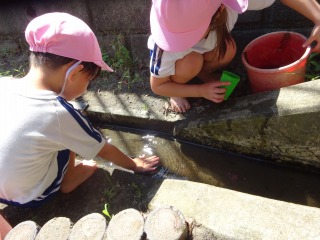 ピンク色の帽子をかぶった二人の園児が、コンクリートの水路に手を伸ばして水に触れたり、バケツを持って水遊びを楽しんでいる写真