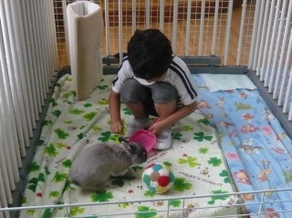 男の子が、ケージの中で敷かれたシーツの上にいる灰色のウサギに、小さなスコップのようなもので餌を与えようとしている動物との触れ合いの写真