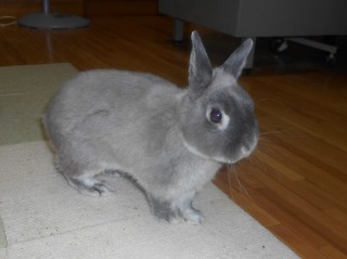 屋内にある木製のフローリングにベージュのカーペットが敷かれた上に灰色の毛並みとピンと立った耳が特徴なウサギの写真