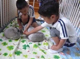 白と紺色の体操服姿の二人の園児が、ケージの中で敷かれたシーツの上で、二羽の灰色と白と灰色の混ざったウサギに優しく餌を与えて触れ合いを楽しむ動物交流の様子の写真