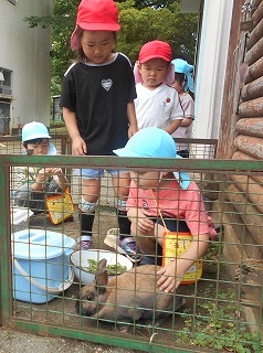 赤や水色の帽子をかぶった複数の園児たちが、屋外の柵越しに一匹の茶色のウサギを観察したり、餌を与えようと優しく触れたりしている写真