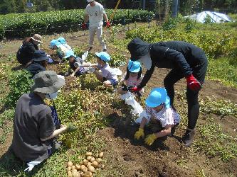 畑で子ども達のジャガイモの収穫を手伝う保護者