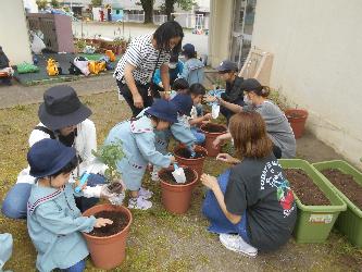 夏野菜の苗を親子で植木鉢に植えている