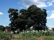 青い空の下、畑の奥にこんもりと葉を茂らせた大ケヤキが立っている写真