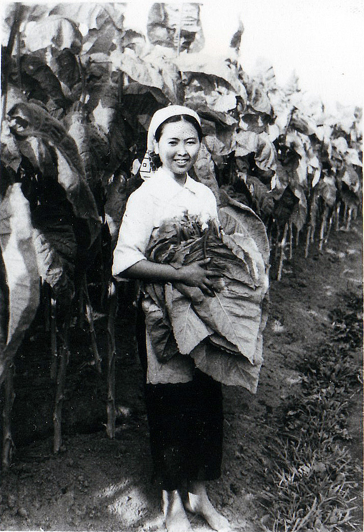 背丈より大きく育った煙草畑の前で、笑みを浮かべ、両腕いっぱいに収穫した煙草葉を抱えた女性の白黒写真