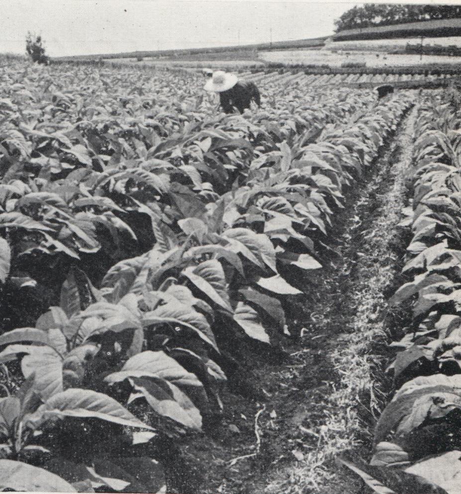 畝状に植えられた葉の大きなタバコの畑で、麦わら帽子をかぶった人物が耕作をしている様子のモノクロ写真
