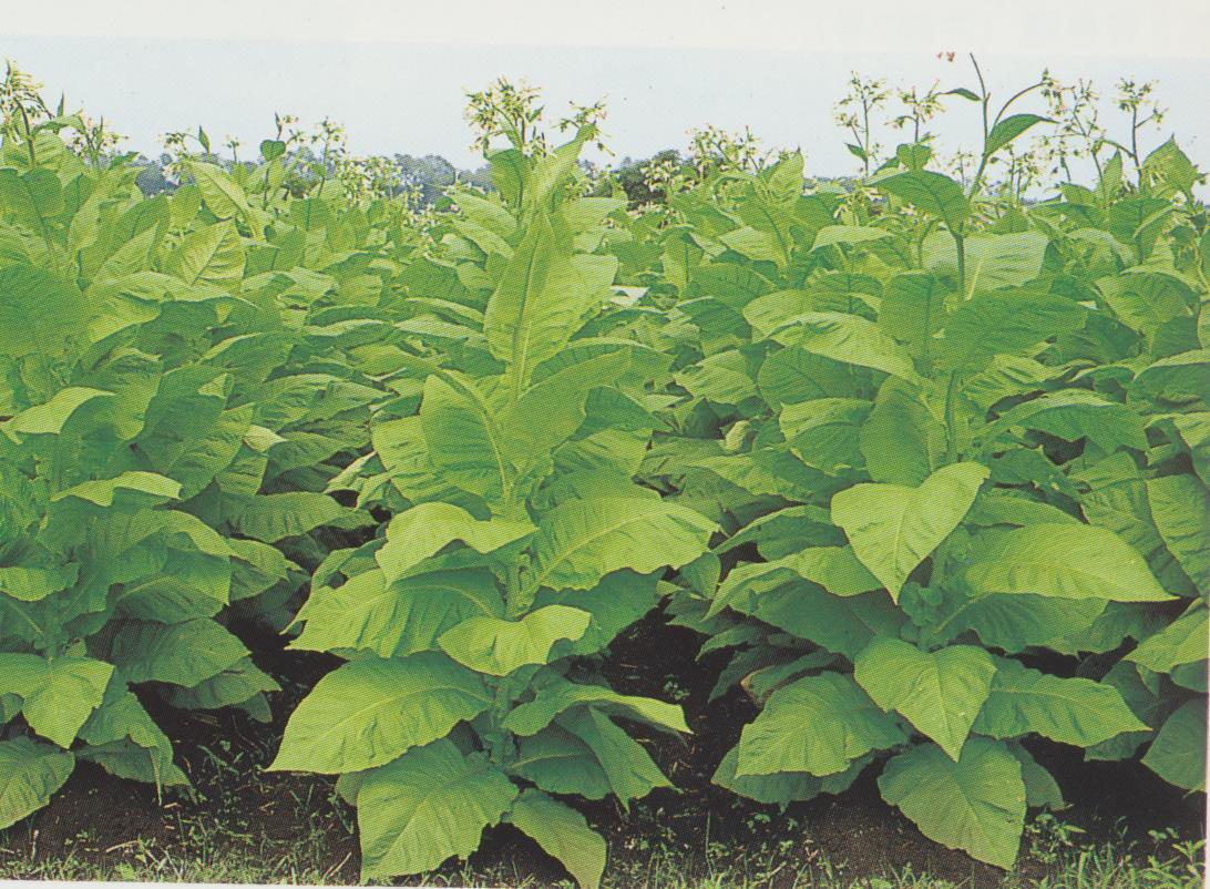 背丈ほどに大きく育ったタバコの葉が青々と茂り、白い小さな花を咲かせているタバコ畑の写真