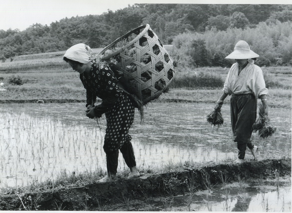 水田の畦道を、背中に大きな籠を背負った女性と、束ねた苗を持った別の女性が歩いている様子を写した白黒写真