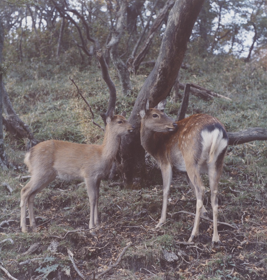 森林の中に2頭のニホンジカが寄り添って立っている写真