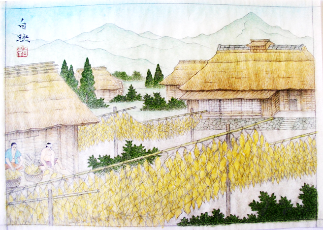 山のふもとの集落で、茅葺き屋根の家屋の前に、たくさんの黄色い大きな葉のようなものが干されている古い図画