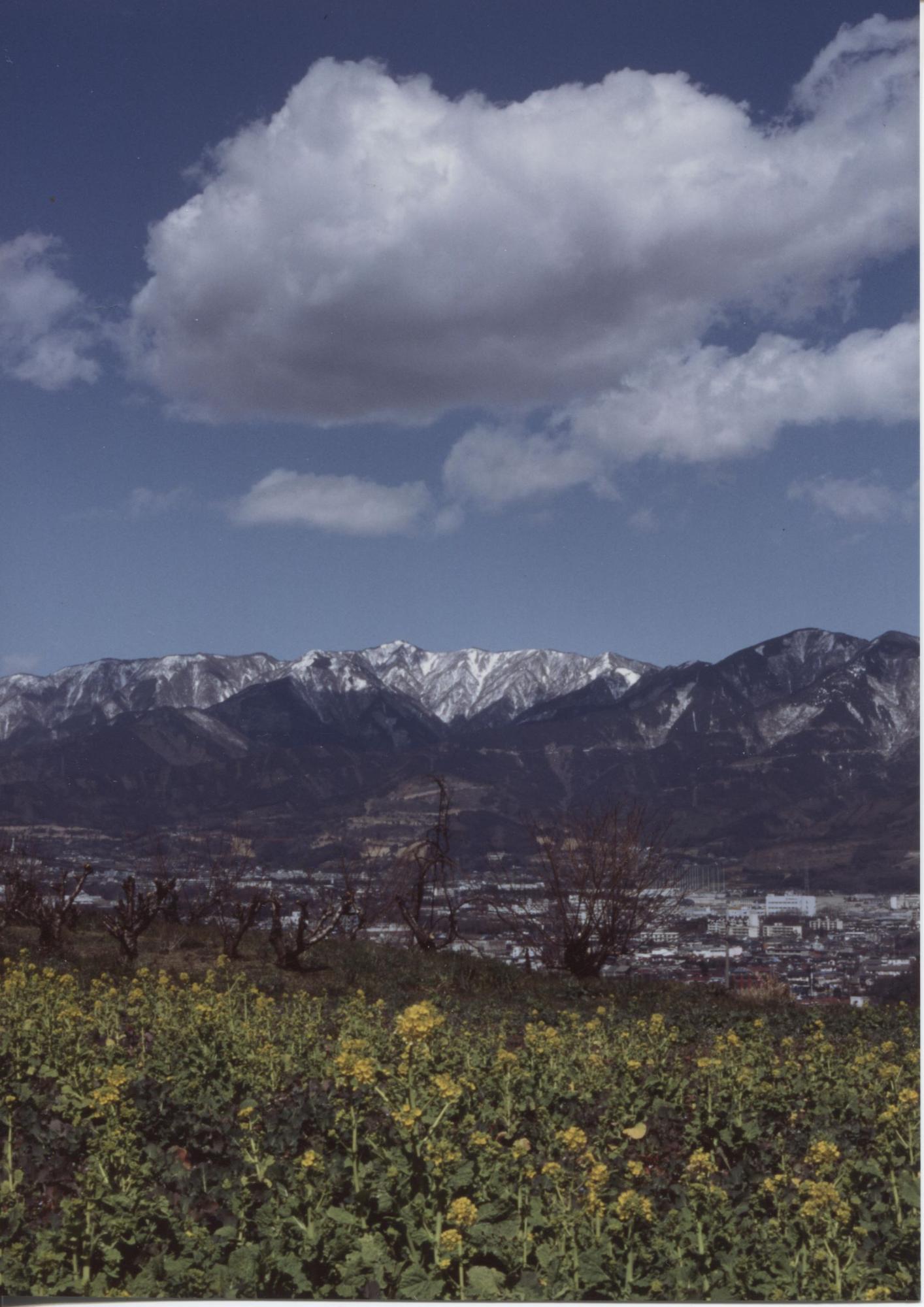 遠方に雪を抱いた連峰が広がり、手前には黄色い花をつけた菜の花畑が広がる、壮大な自然と街並みの対比を捉えた写真
