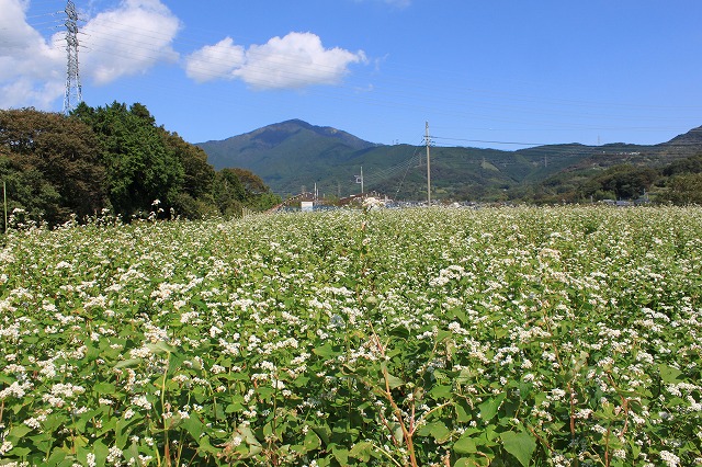 山を背景にした広大な畑に、白い小さな花を咲かせたソバがびっしりと咲き誇り、青空と白い雲が広がる風景を捉えた写真