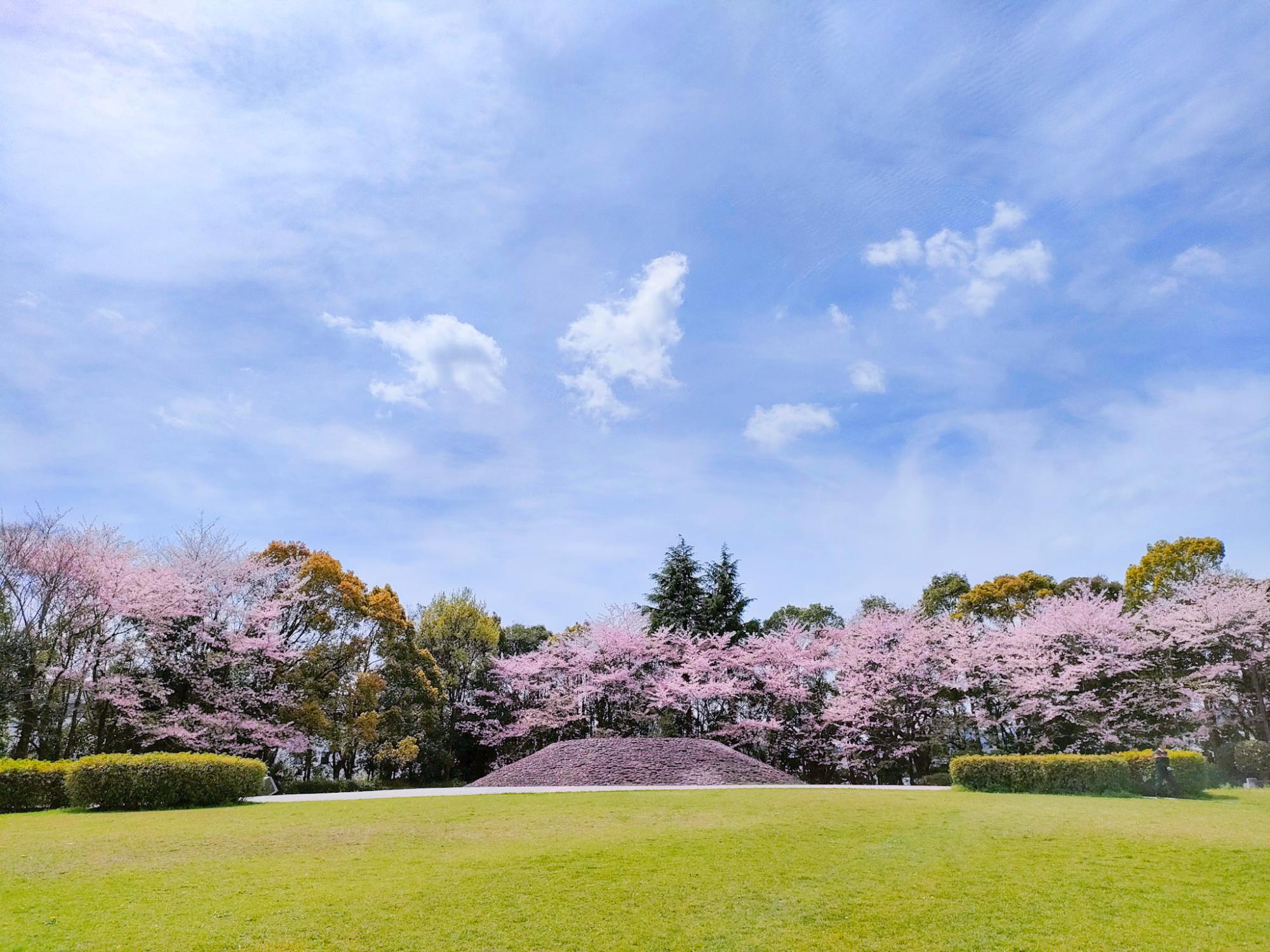 緑の芝生が広がる広場の奥に、満開の桜並木と新緑の木々が連なっており、その中央には石積みでできた円墳が配置された、青空の下の穏やかな風景を捉えた写真