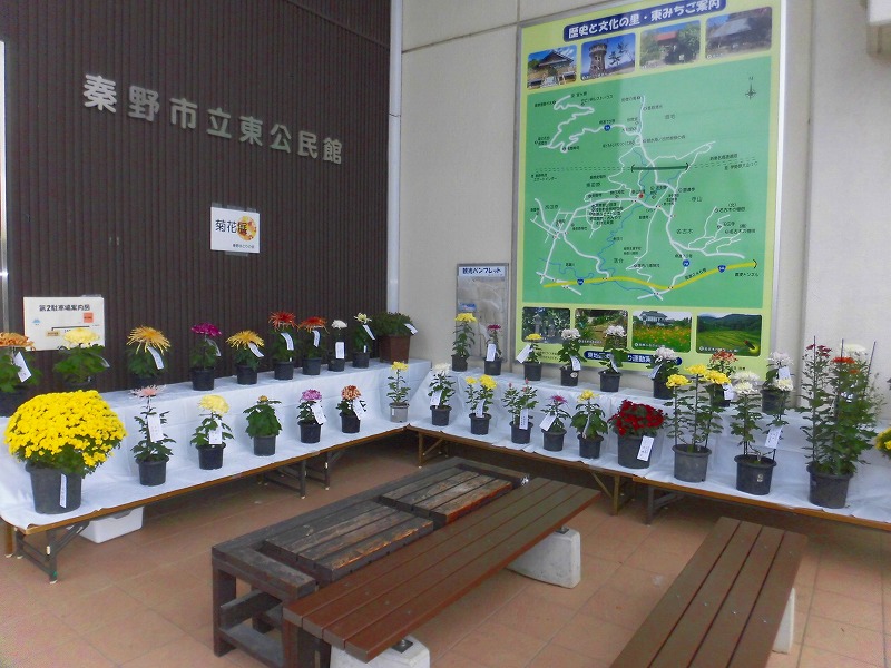 秦野市立東公民館の建物スペース内で、さまざまな色や種類の菊の鉢植えが白い布の上に多数展示されている写真