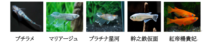 メダカ展示