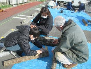 写真椎茸の植菌とブルーベリーの挿し木体験