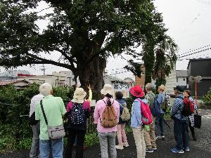 巨大な欅の周りで、それについて講師が数人の大人に説明をしている様子