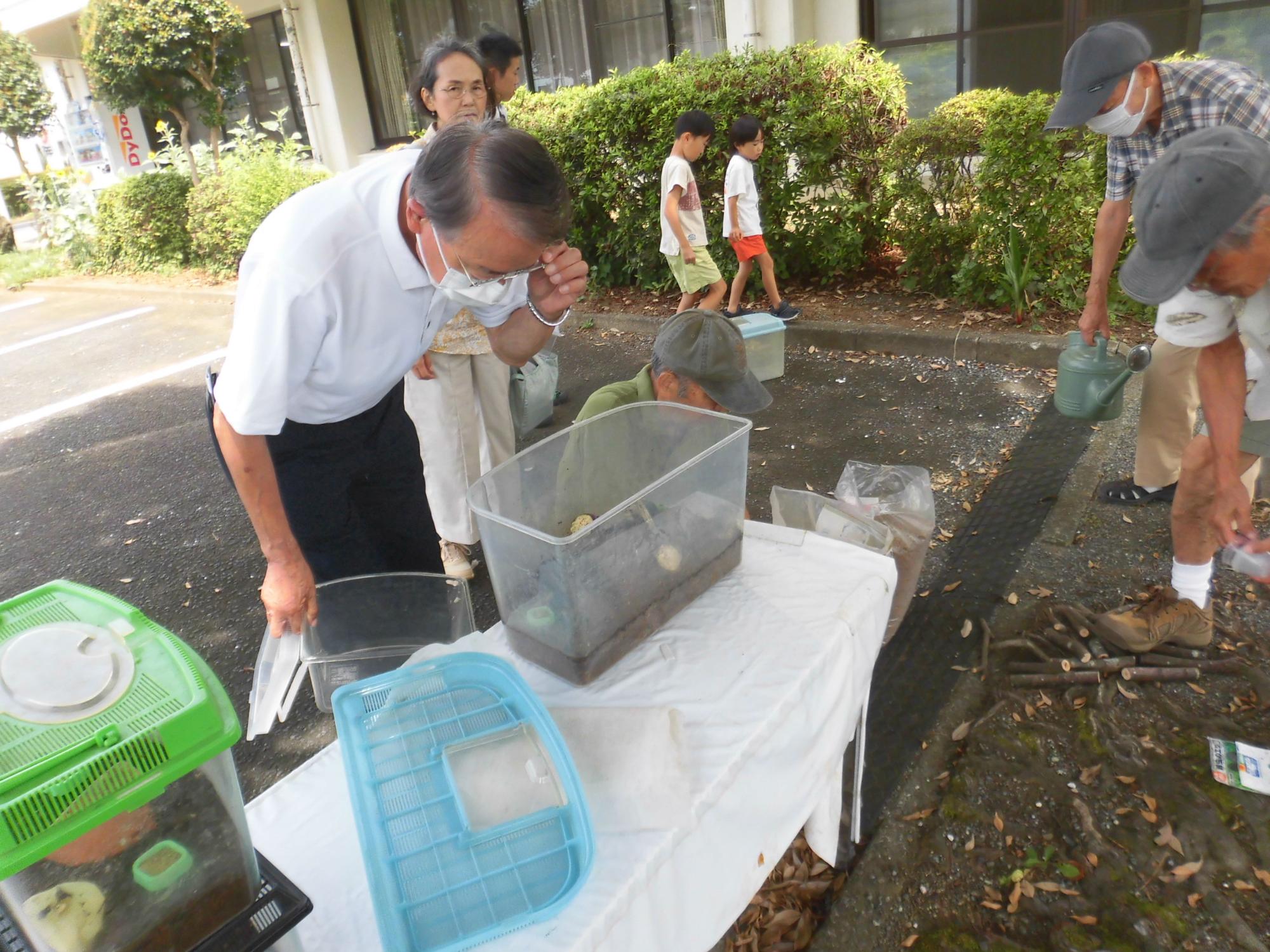 屋外で複数の大人が集まり、テーブルの上に置かれた透明な飼育ケースをのぞき込み、昆虫を観察している様子を捉えた写真