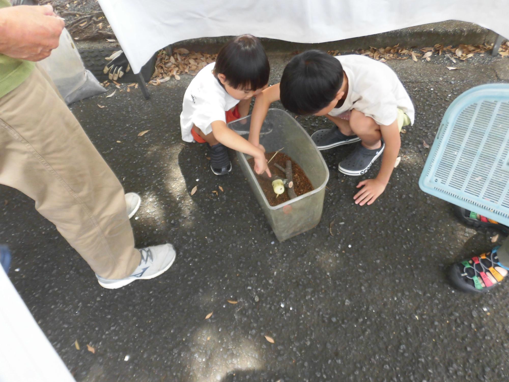 屋外の地面にしゃがみこんだ2人の子供が、飼育ケースの中でカブトムシかクワガタムシのような昆虫を興味深げに観察している様子を捉えた写真