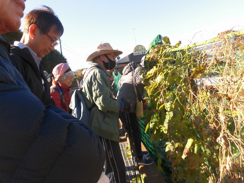 数人の男女がマスクを着用し、枯れかけたツタが絡んだネット越しに、熱心に観察会に参加している様子の写真