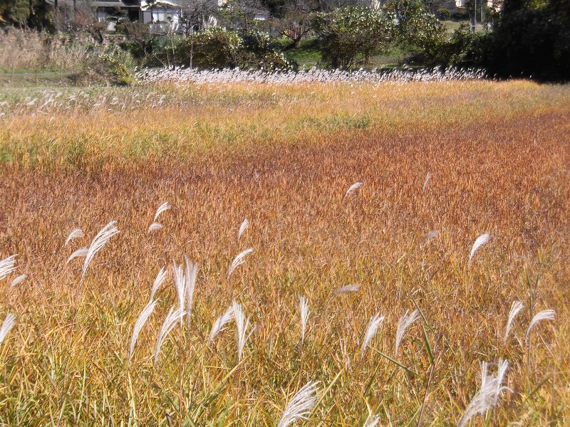 日差しの降り注ぐ秋の野原に、黄金色に色づいたススキが風になびいており、その白い穂がキラキラと光る、晩秋の風情を感じさせる風景を捉えた写真