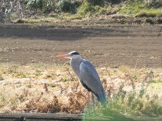 日中の穏やかな光の中、水辺の土手で静かに佇むアオサギの姿を捉えた写真