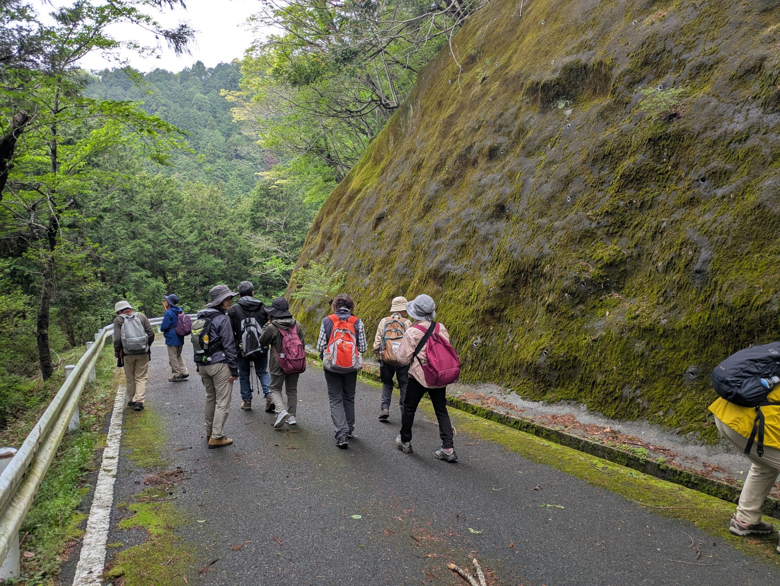 森林浴を楽しむハイキンググループが、苔むした巨大な岩壁に沿ってアスファルトの道を歩いている様子の写真
