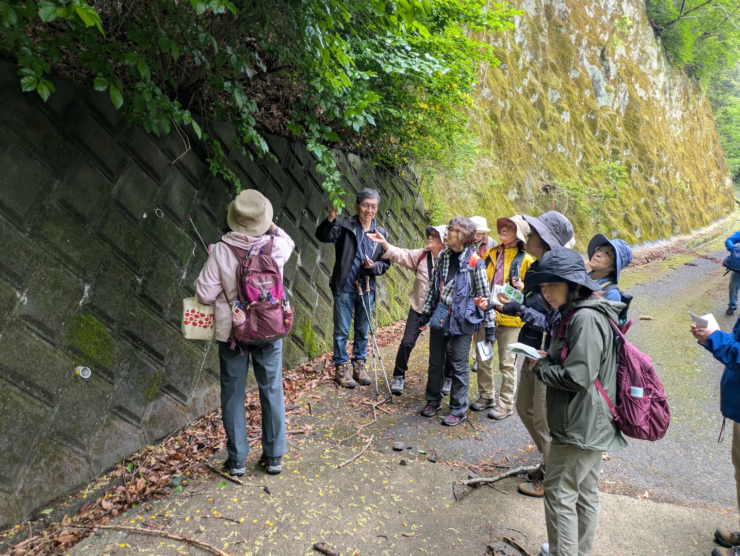 数人の男女が、コンクリートの斜面と苔むした岩壁に挟まれた道を歩き、植物を指差しながら話をしているハイキング中の様子の写真