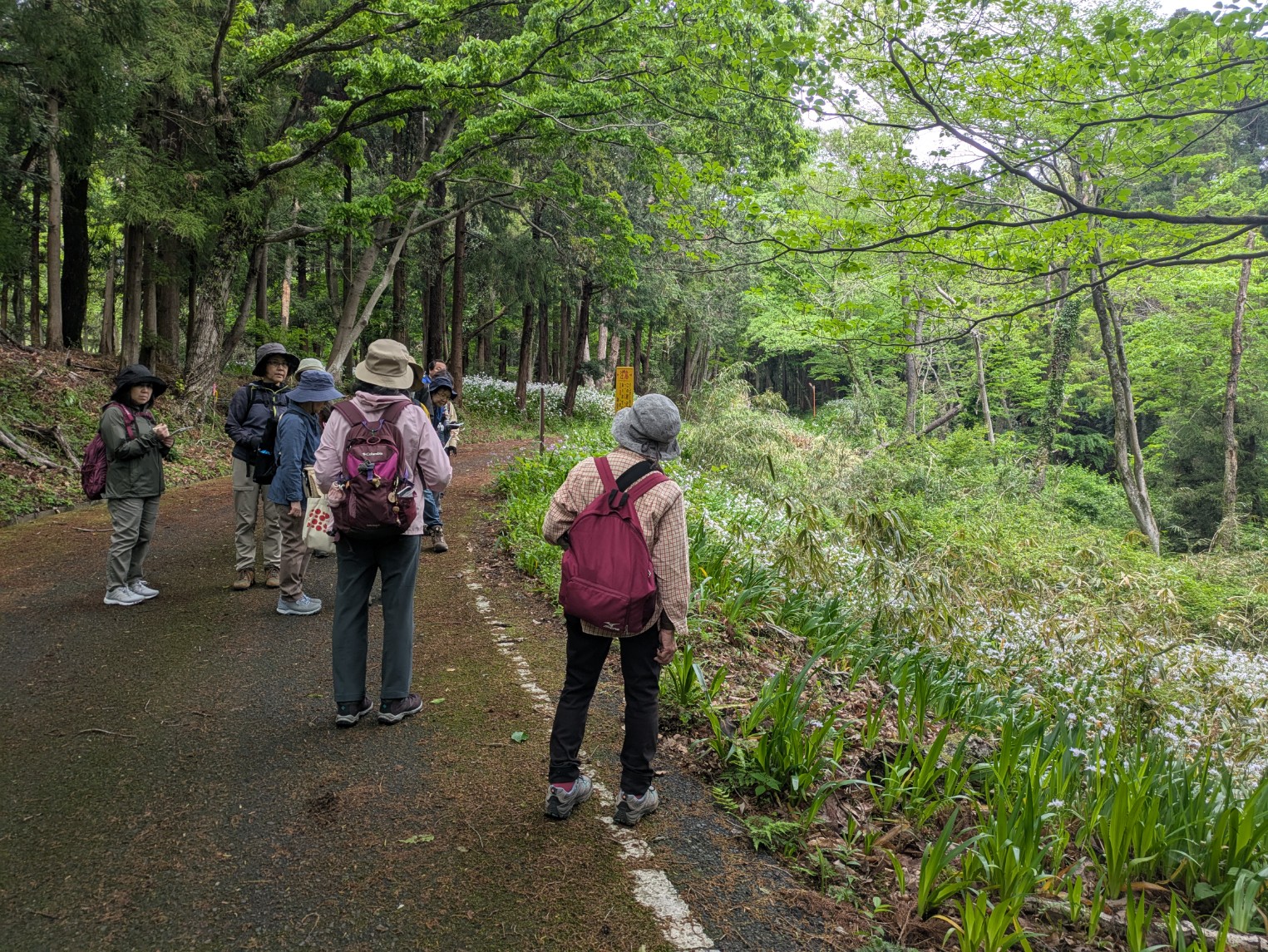 ハイキング中のグループが、林道の脇に咲く可憐な白い花を眺めており、自然を楽しみながら立ち止まっている様子の写真