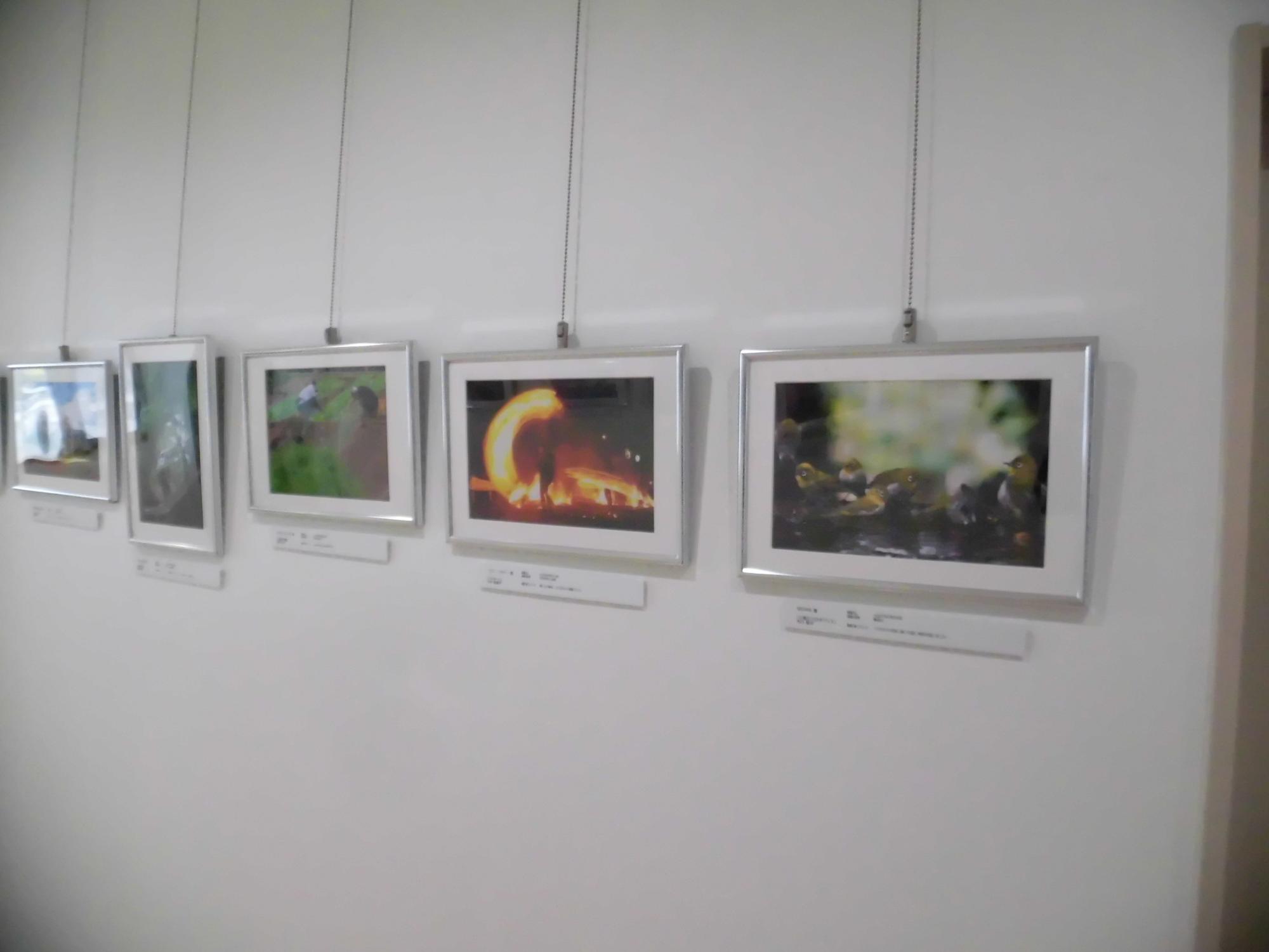 白い壁に額縁入りの写真が複数枚並んで展示されており、焚き火やヒナ鳥、緑の風景など、様々なテーマの作品が規則的に配置された写真展の様子の写真
