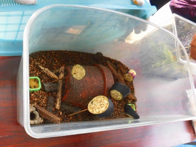 透明なプラスチック製の飼育ケースの中に、土と木の枝、そして陶器の瓶が入れられ、その上に餌が置かれている昆虫飼育用のケースの写真