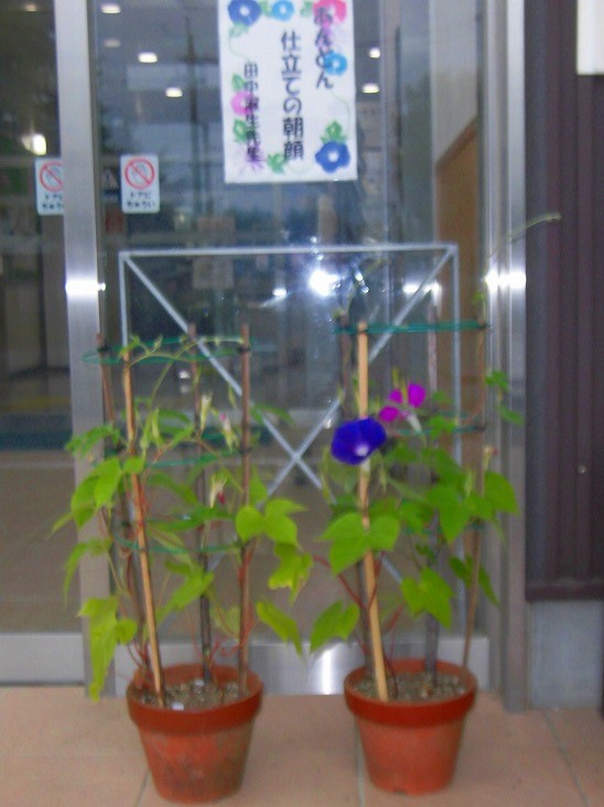 玄関に、緑の葉をつけた支柱に絡みつく2つの鉢植えがあり、青色と紫色の朝顔の花が咲いている様子の写真