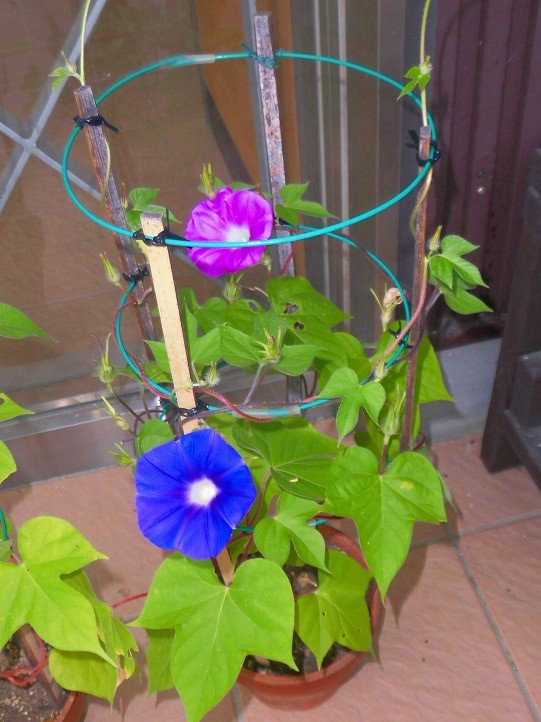 細い支柱とワイヤーが巻き付いた鉢植えから、緑の葉をつけた茎が伸び、鮮やかな青とピンク色の朝顔の花がそれぞれ咲いている様子を捉えた写真