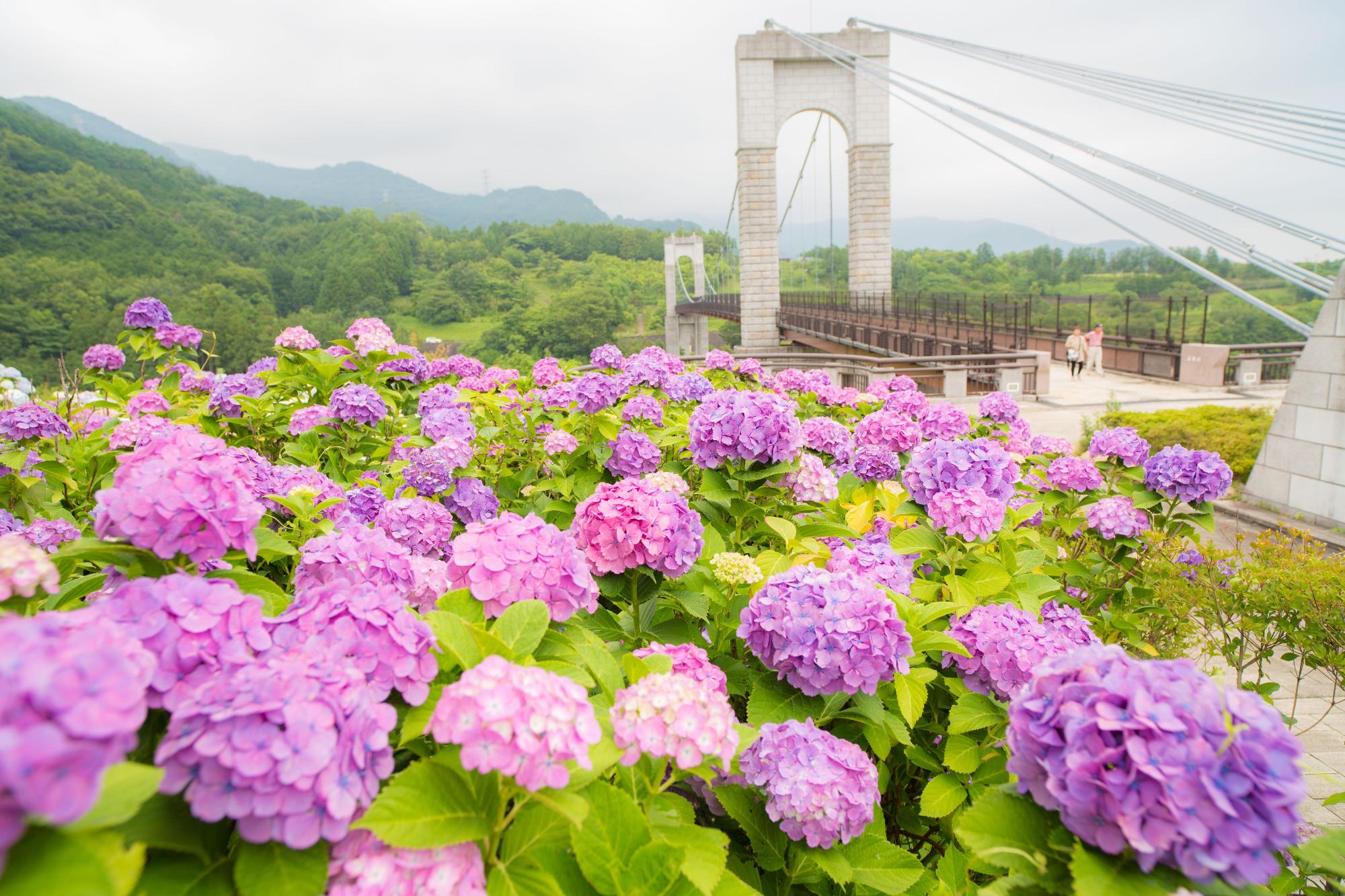 吊り橋や緑豊かな山々が見える手前に、淡いピンク色や紫色の紫陽花が咲き乱れている風景写真