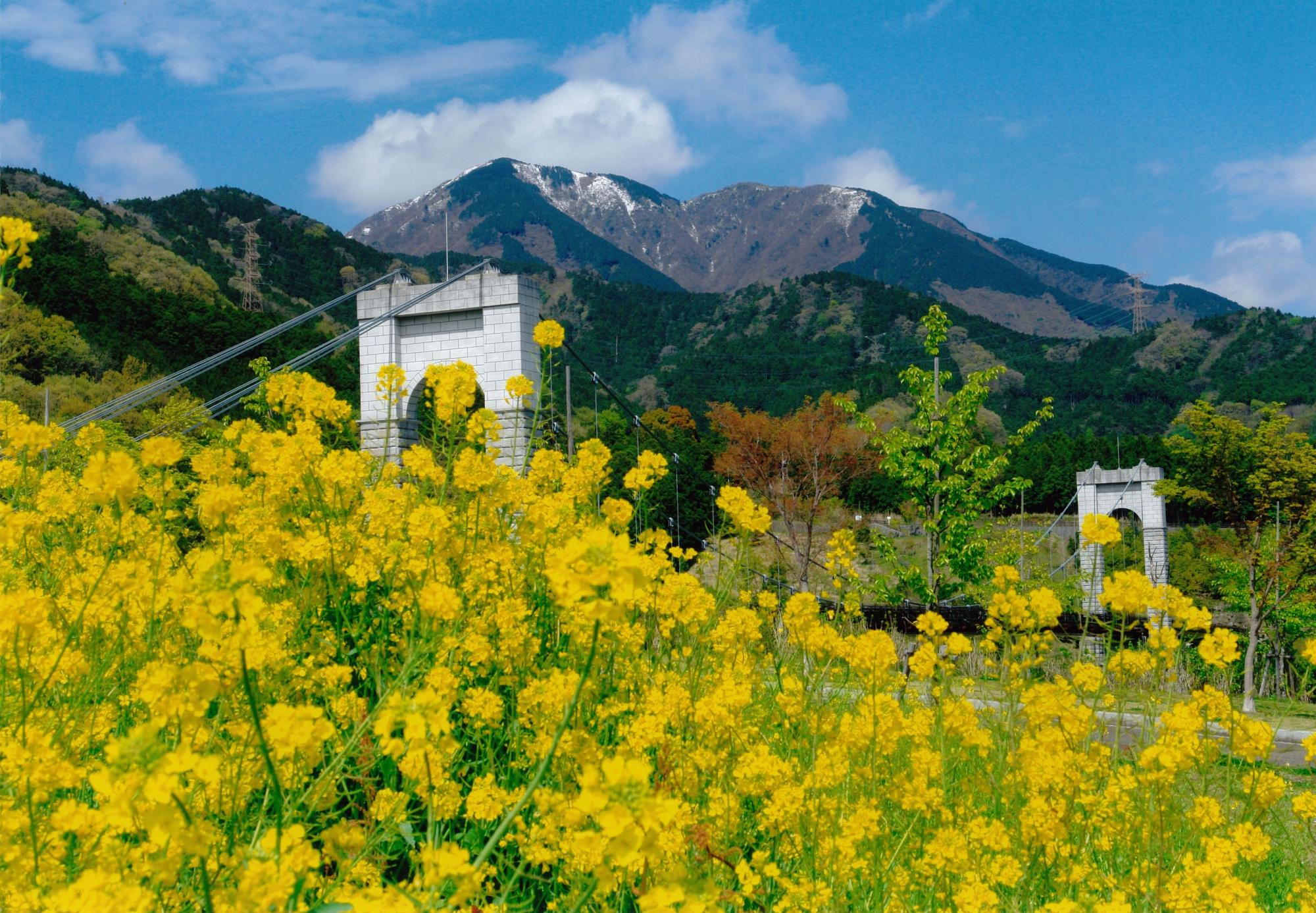 薄い雲が浮かぶ青空の下、雪が残る山と吊り橋の主塔が見える背景に、鮮やかな黄色の菜の花畑が広がっている写真