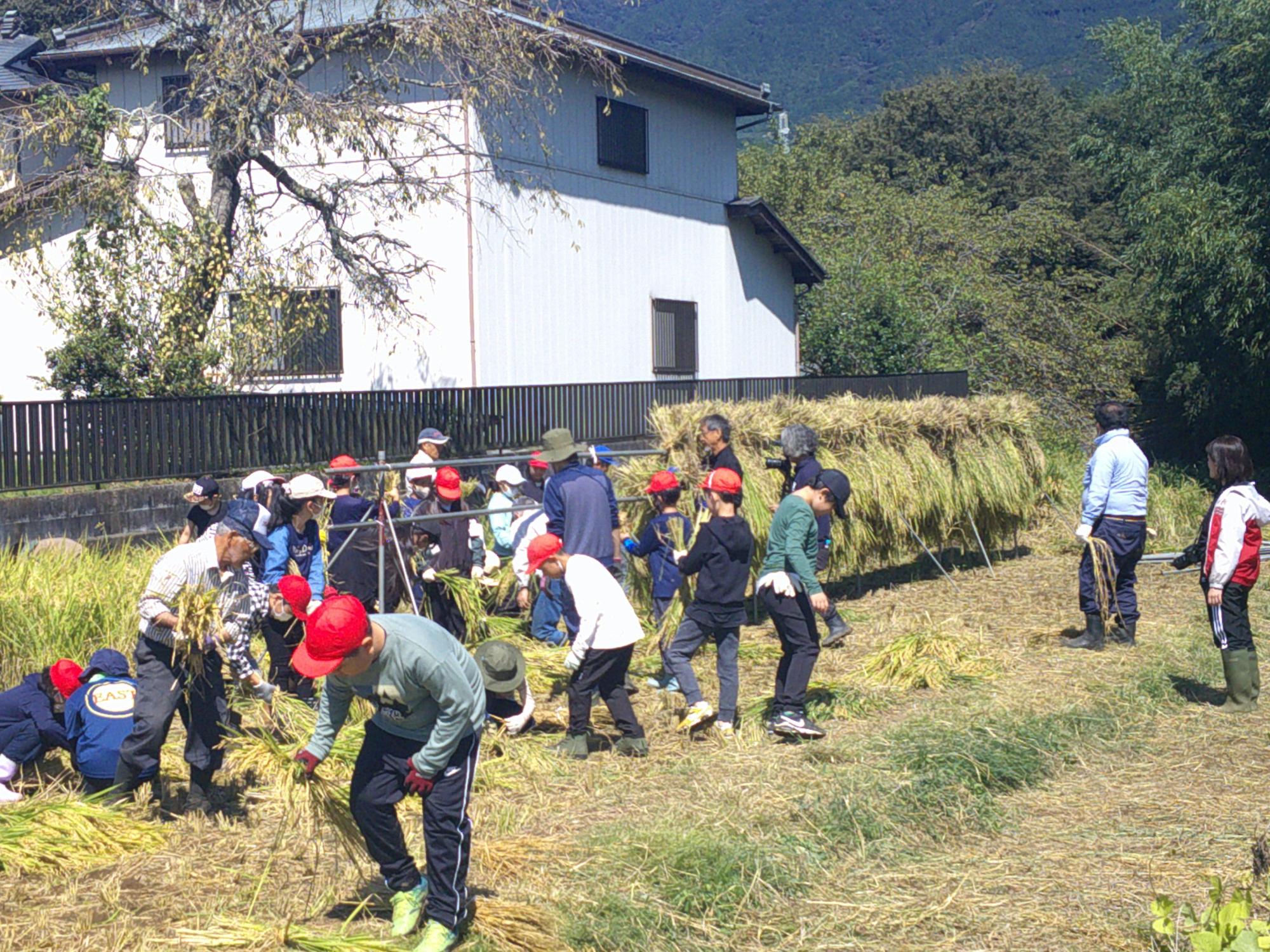 日本の伝統的な家屋を背景に、赤白帽子をかぶった大勢の子供たちが、数名の大人の指導のもと、収穫された黄金色の稲の束を協力して積んで乾燥させる、稲架掛け作業をしている様子の写真
