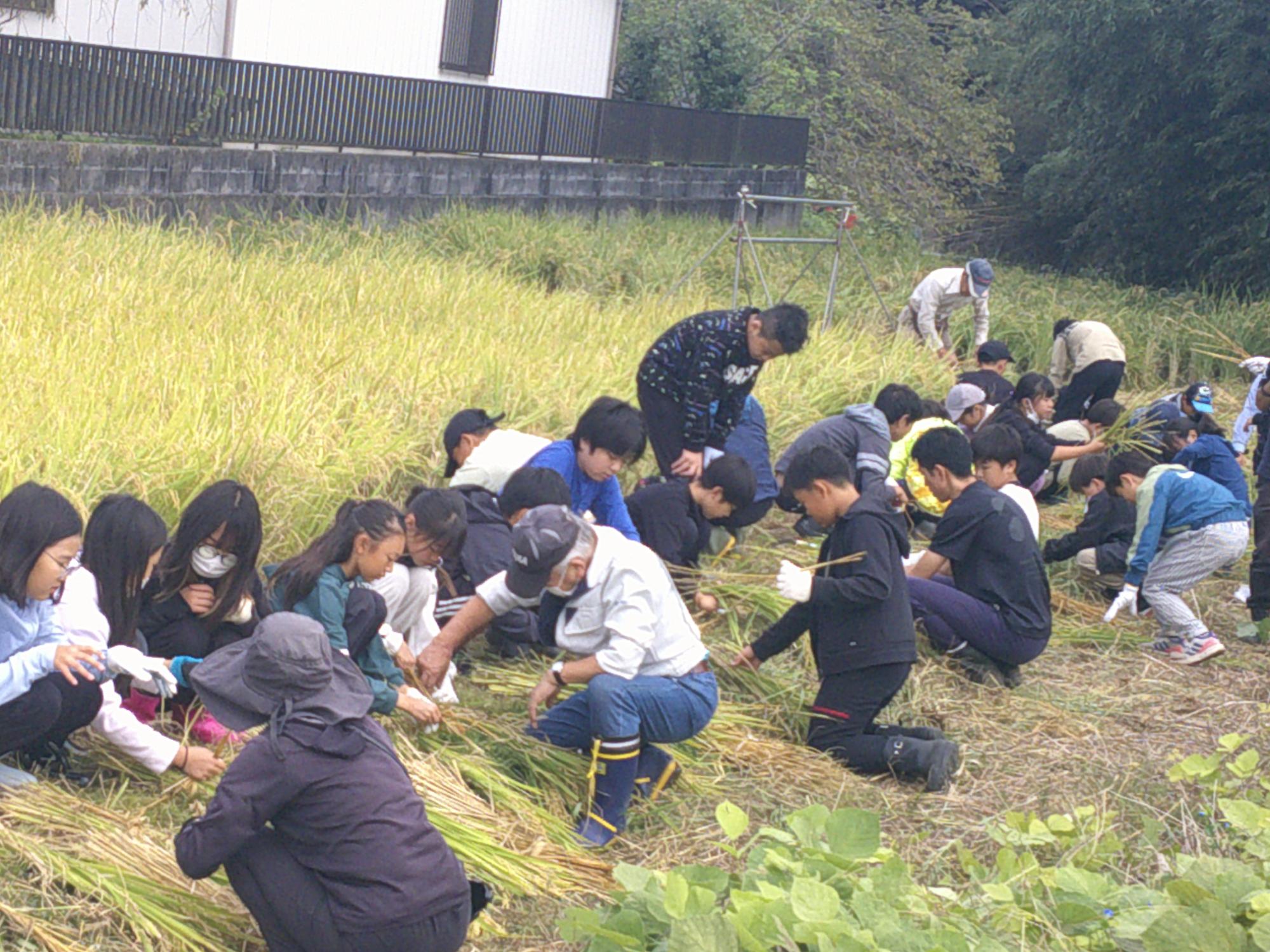 実った黄金色の稲が広がる田んぼの中で、子供たちと数名の大人たちが横一列にしゃがみ込んだり膝をついたりして、収穫された稲の束を手に取り、稲刈り体験をしている様子の写真