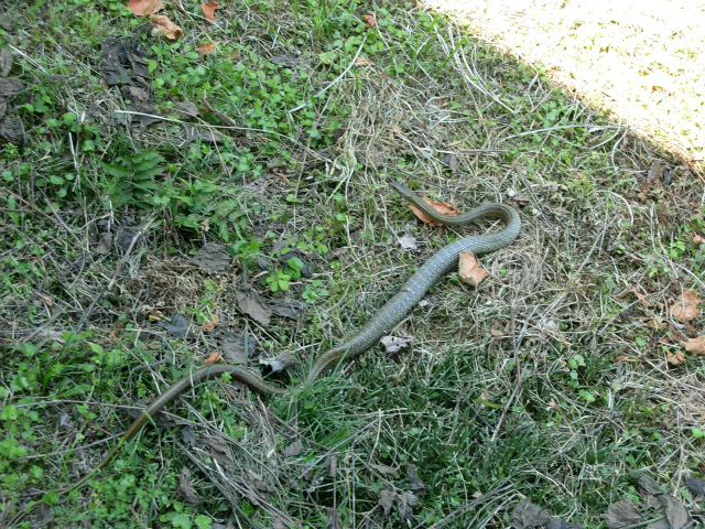 草が生えている地面の上を動き回るアオダイショウの写真