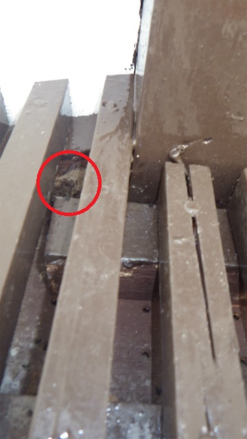 赤丸印で囲まれた通風孔の格子で休んでいるコウモリの写真