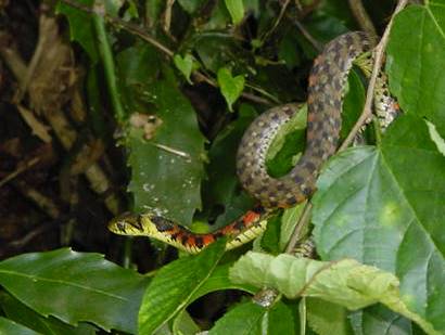 大きな葉っぱにからまって動いているヤマカガシの写真
