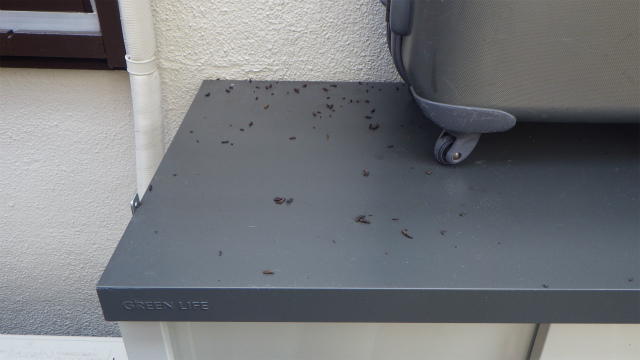 ドア付近のグレー色の屋根に落ちているコウモリのフンの写真