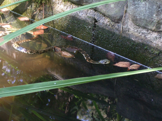 水がはったどぶの中を泳いでいるヤマカガシの写真