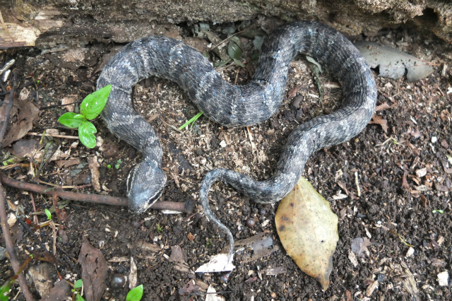 グレー色の体をしたマムシをアップで撮影した写真