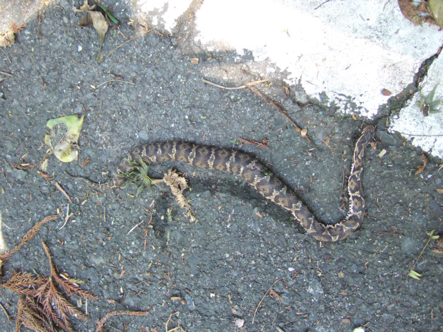 頭の部分が切り取られて無くなっているマムシ死体の写真