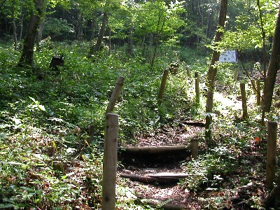 草や木々が立ち並ぶ森の中に丸太で作られた階段があり、奥に案内板が設置された復元の道の写真