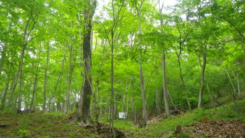 青々とした細い木々が沢山生えている蓑毛自然観察の森の写真